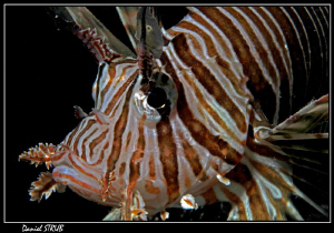 Pterois volitans :-D by Daniel Strub 